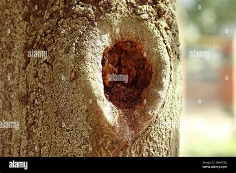 Tree Hollow Close Up Stock Photo Alamy