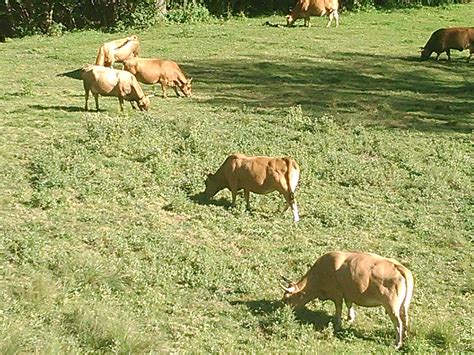 La Consejer A De Agricultura Excluye Los Pastos Comunales De Castilla Y