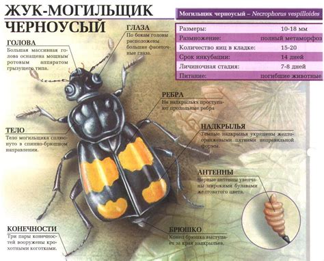 Жук могильник - 76 фото