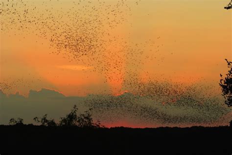 Bracken Cave In Texas Worlds Largest Bat Colony Opened For Public