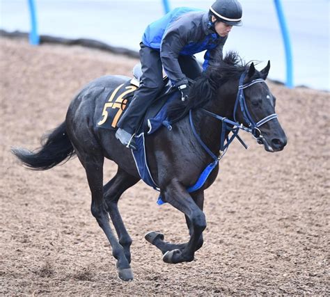 【新馬戦】マイネルレグルスはユーバーレーベンの半弟 手塚師「性格いい」 うま屋 デイリースポーツ Online