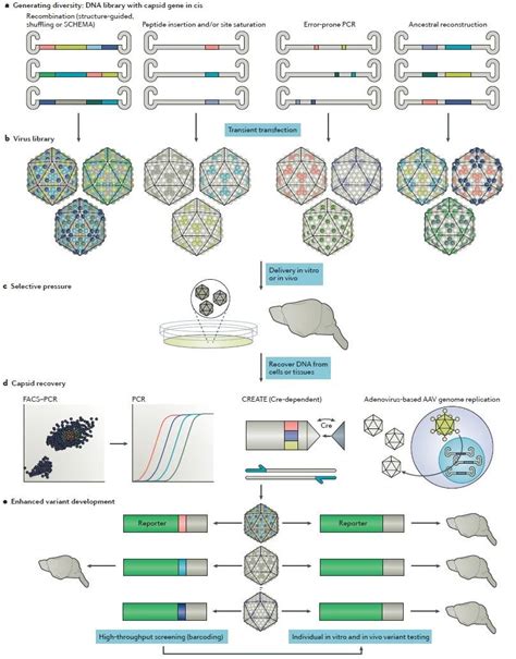 Nat Rev Drug Discovaav Medsci Cn