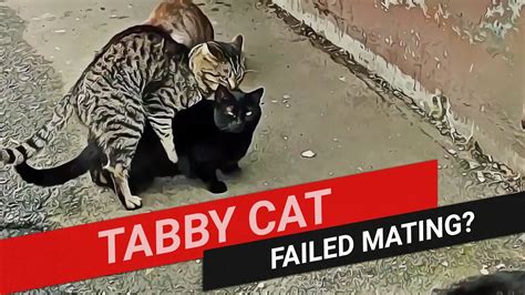 Homeless Tabby Cat Failed Mating Youtube