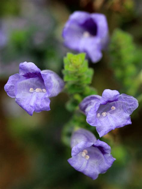 Strobilanthes Dyerianus Acanthaceae Image 94126 At PhytoImages Siu Edu