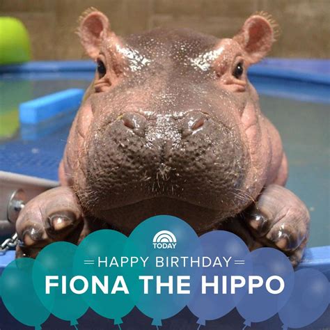 Fiona The Hippo Birthday | Happy Birthday