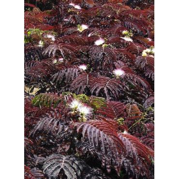 ALBIZIA Julibrissin SUMMER CHOCOLATE Arbre De Soie Ou Acacia De