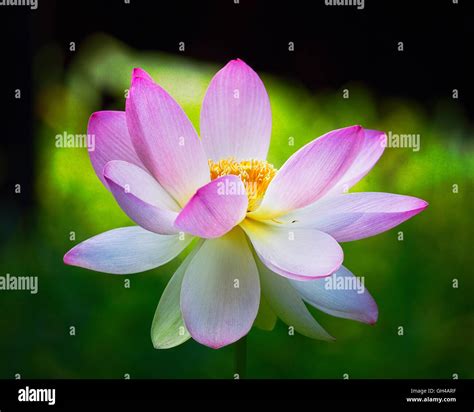 Lotus auf -Fotos und -Bildmaterial in hoher Auflösung – Alamy