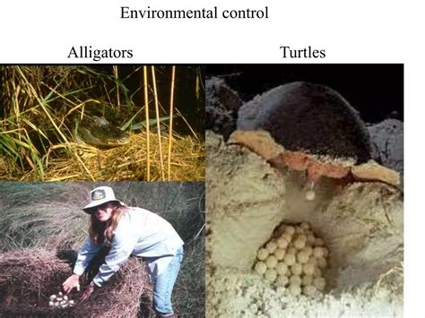 Sex Determination Ppt