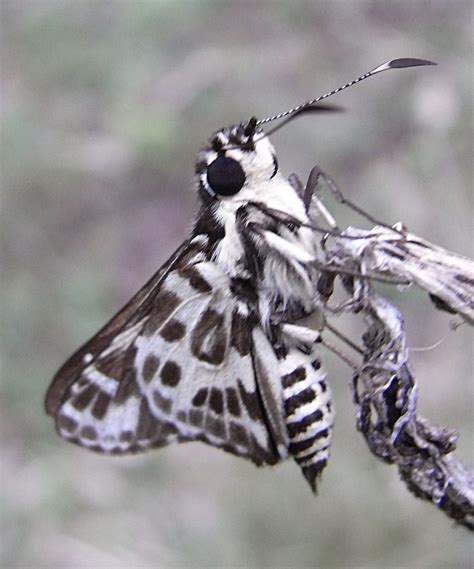 Spotted Sedge Skipper Butterflies Of Nillumbik INaturalist Mexico