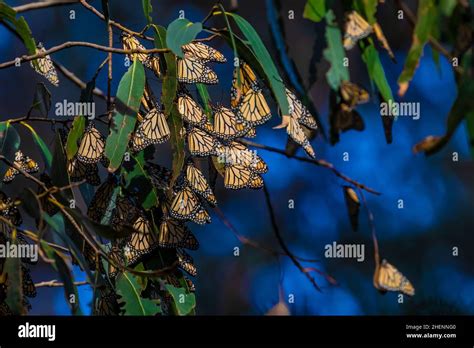 Arboleda de la mariposa monarca fotografías e imágenes de alta