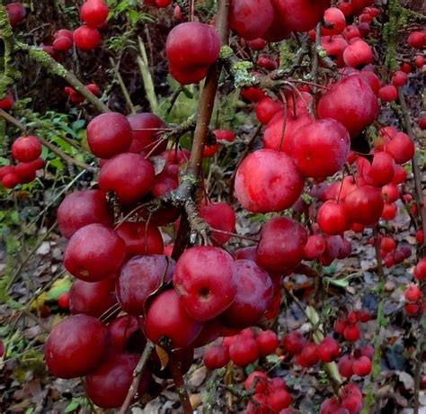 crabapple tree edible