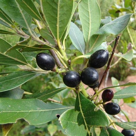 100 Seeds Bay Laurel Bay Tree True Laurel Laurus Nobilis