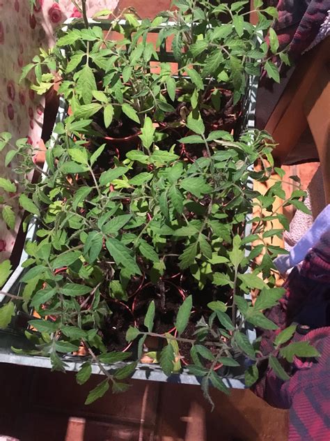 What Is Too Cold For Tomato Plants: Tomato Survival Guide - Cultivating