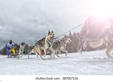 Sled Dog Race On Snow Winter Stock Photo 387007156 | Shutterstock