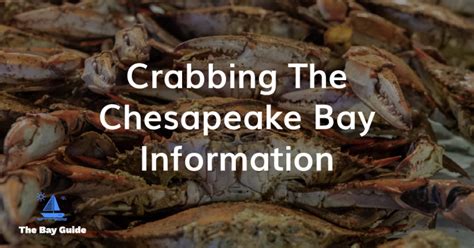 Chesapeake Bay Crabbing Information • The Bay Guide