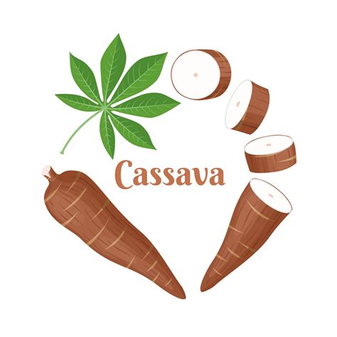 Vector Illustration Cassava Root Manihot Esculenta Also Known As Manioc And Leaves Isolated