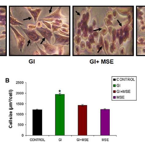 Giemsa Staining For H9c2 Cells A H9c2 Cells Were Cultured For 48 H