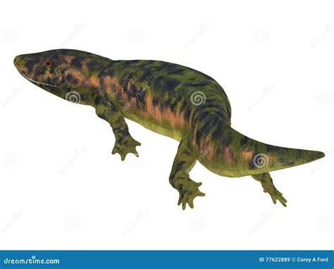 Carboniferous Amphibians