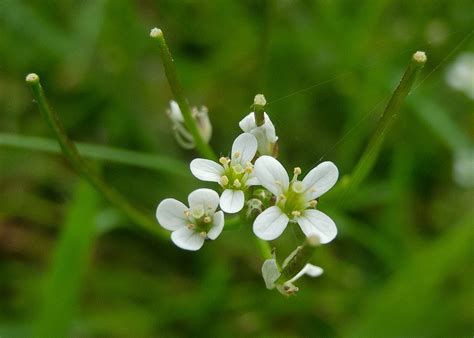 arabidopsis thaliana mouse ear cress