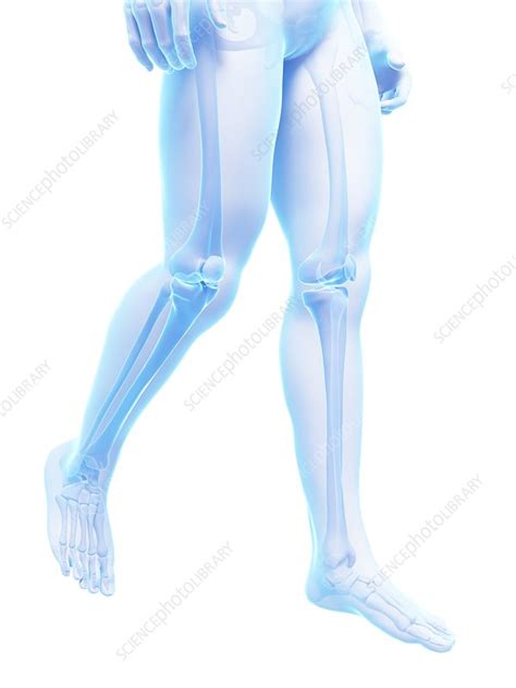 Human Leg Bones Illustration Stock Image F Science Photo