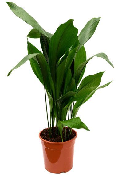 Aspidistra Verzorging Tips Informatie Planten Nl