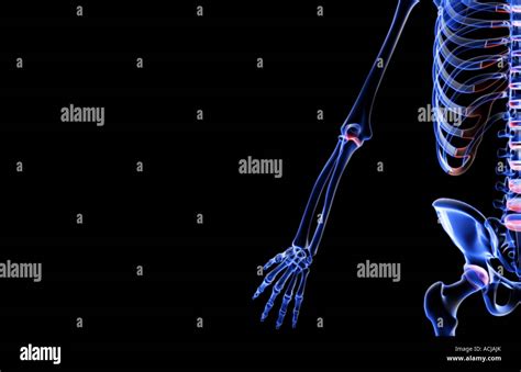 Ossa Arto Superiore Anatomia Immagini E Fotografie Stock Ad Alta