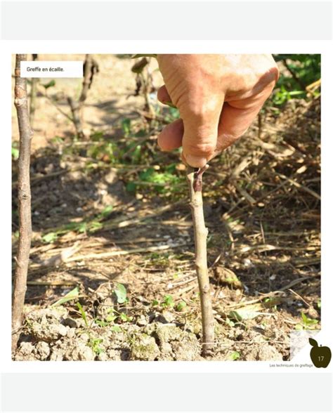 Japprends Greffer Mes Fruitiers Pour Des R Coltes Abondantes Et