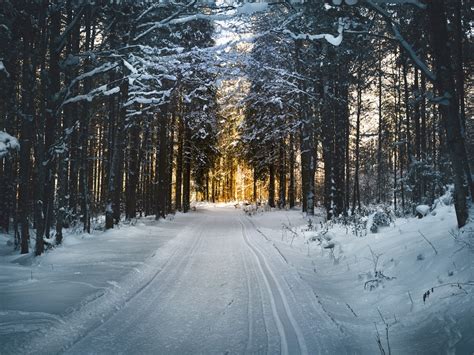 Snowshoe Tours in Big Bear | The Best Things to Do in Big Bear California