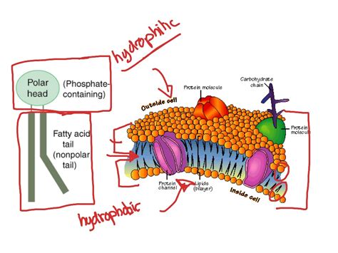 Lipids Showme