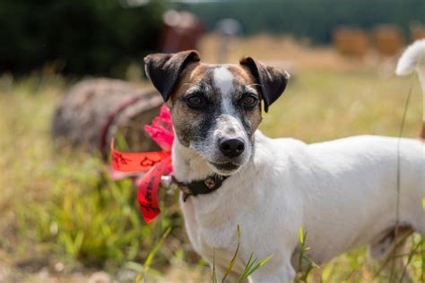 How Much Does A Jack Russell Terrier Mix With A Miniature Pinscher Cost