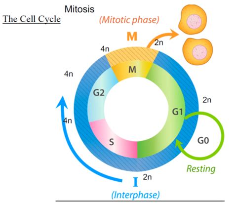 Cell Cycle Flashcards Quizlet