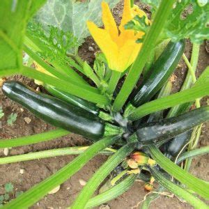 Growing Zucchini Plants Correctly So You Have a Big Harvest - Rural Living Today