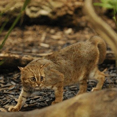 a cat is walking on the ground near some plants and rocks, looking at ...