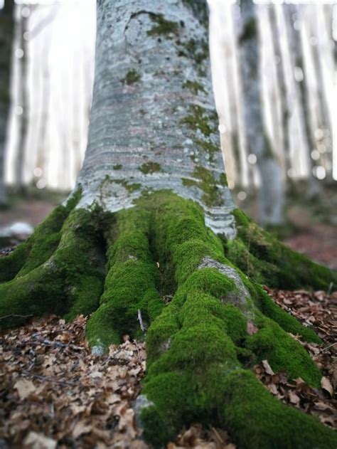 algae  trees