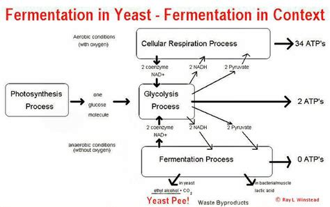 Fermentation Of Yeast Process