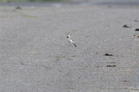 White Wagtail From 38Н 297 Ти́мский район Курская область Ru On