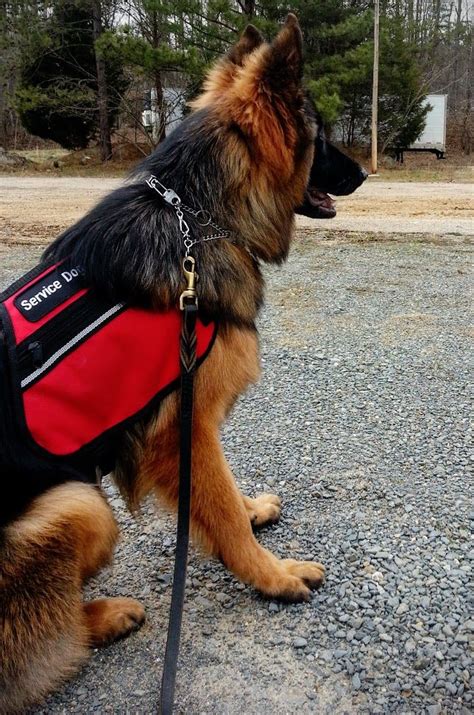 German Shepherd Guide Dog