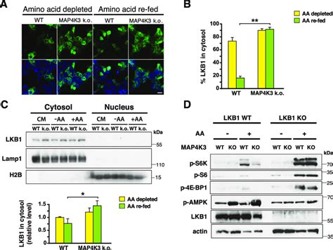 Map K Amino Acid Dependent Activation Of Mtorc Occurs Via Lkb