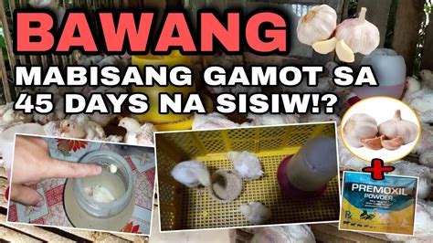 Benipisyo Ng Bawang Sa 45 Days Chicken Mabisang Gamot Sa Sakit