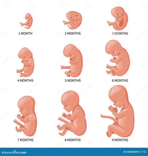 Embrión En El Conjunto De útero Desarrollo Y Crecimiento Del Feto En Diferentes Etapas Del