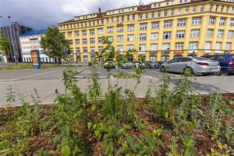 Remont torowiska na Legnickiej to nie wszystko Miasto także ją zaziel