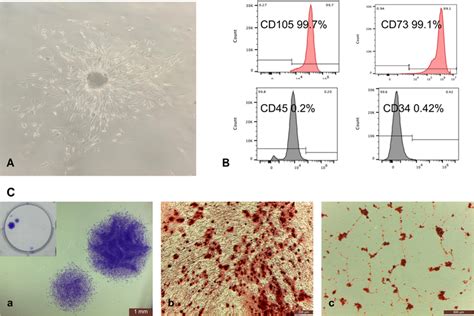 morphology  primary dental pulp stem cells  identification