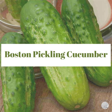 Organic Boston Pickling Cucumber Seeds Crop The Harvest