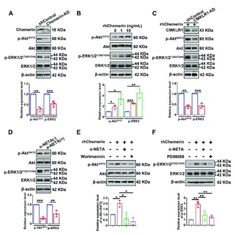 Chemerin Acts On Cmklr To Activate The Pi K Akt And Mapk Erk Signaling