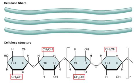 1,4 Beta Glycosidic Bond Diagram | Quizlet