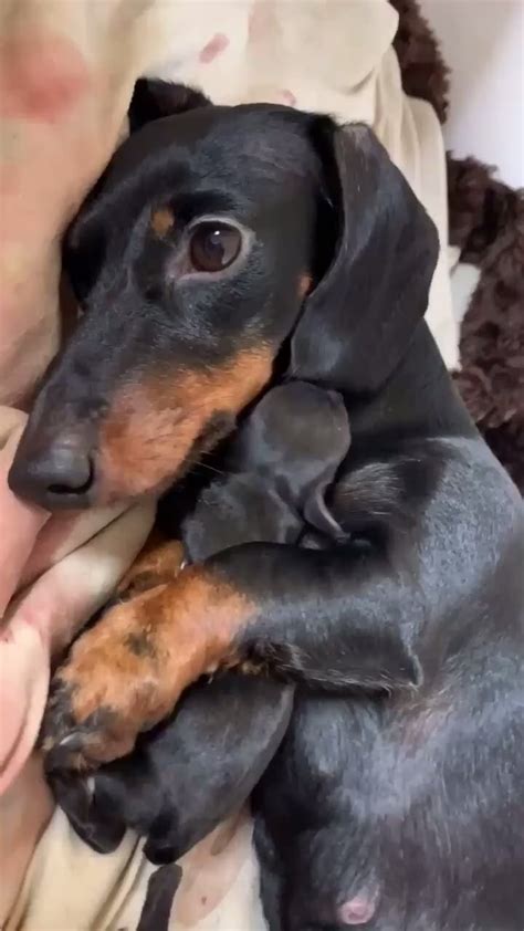 Beautiful Dachshund Mom And A Lovely Puppy 🐶 Rdachshund