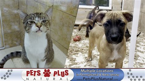 Pets Plus Natural Multiple Locations In Pa And Nj Youtube