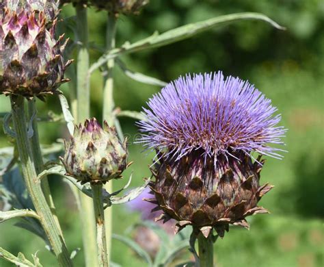 Artichoke Cynara Scolymus Stock Photo Image Of Cultivated