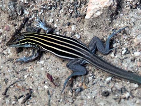 Whiptail Lizards Pictures and Identification - Green Nature