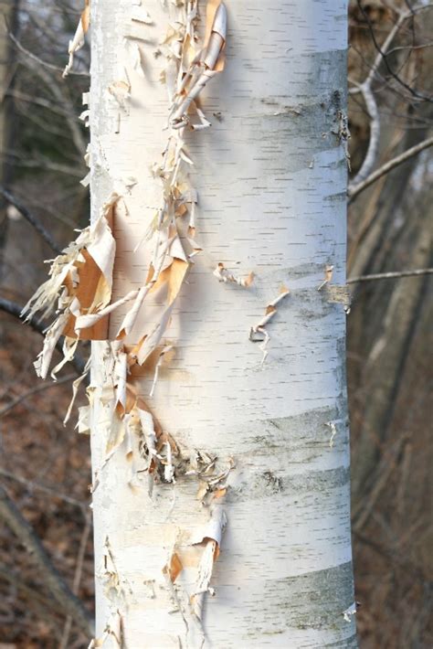 Betula Papyrifera Paper Birch Go Botany